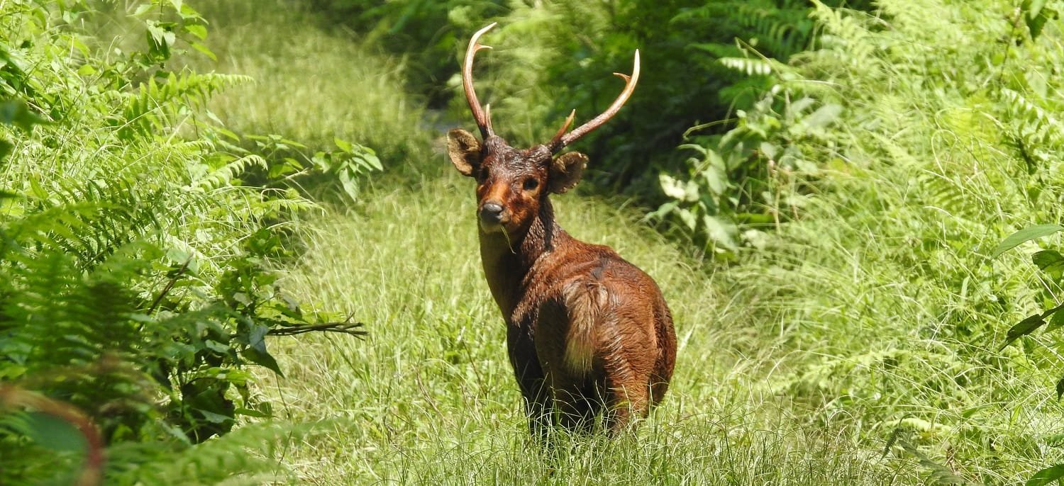 10 National Parks in Assam - A Journey Through the Wild