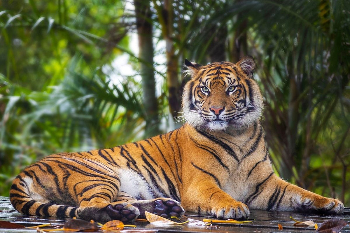 Wildlife Sanctuaries in Goa: A Nature Lover’s Guide Beyond the Beaches
