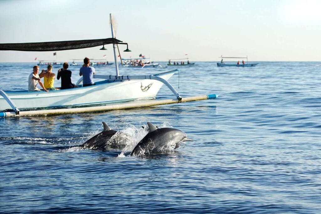 dolphin sightings Lovina Beach
