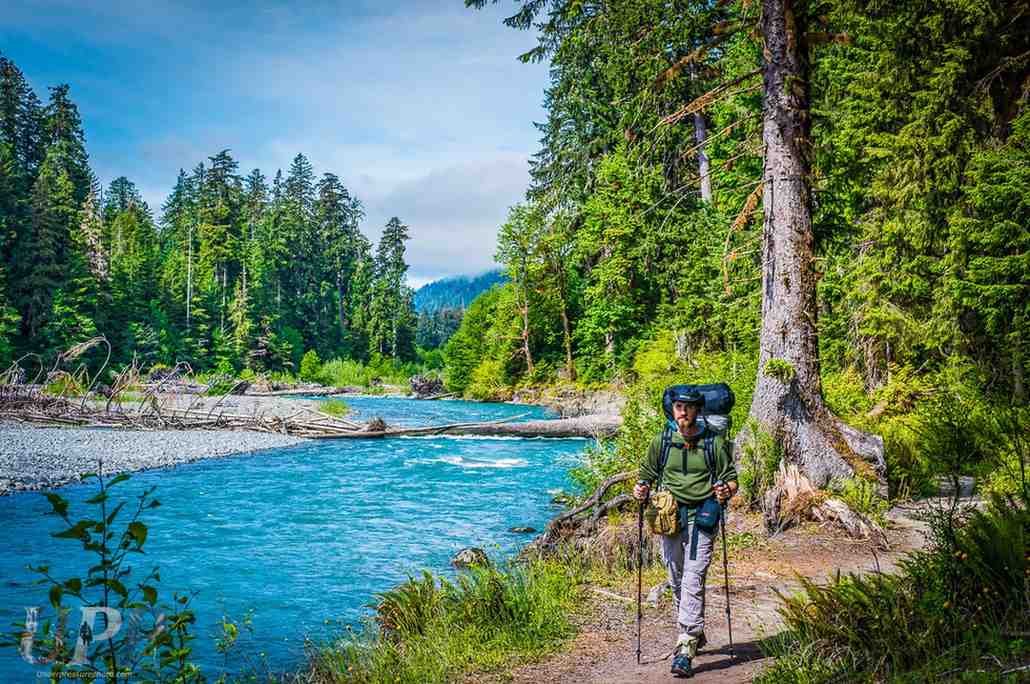 What Can You Do in the Hoh Rainforest? 2026 Visitor Guide & Wildlife Map