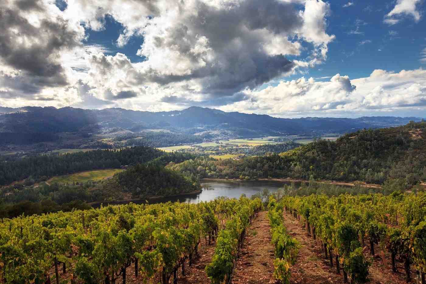 Wineries in Napa Valley: A Practical Guide to Wine Tasting, Tours, and Top Experiences