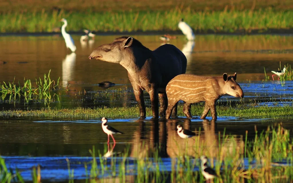 facts about the Amazon rainforest