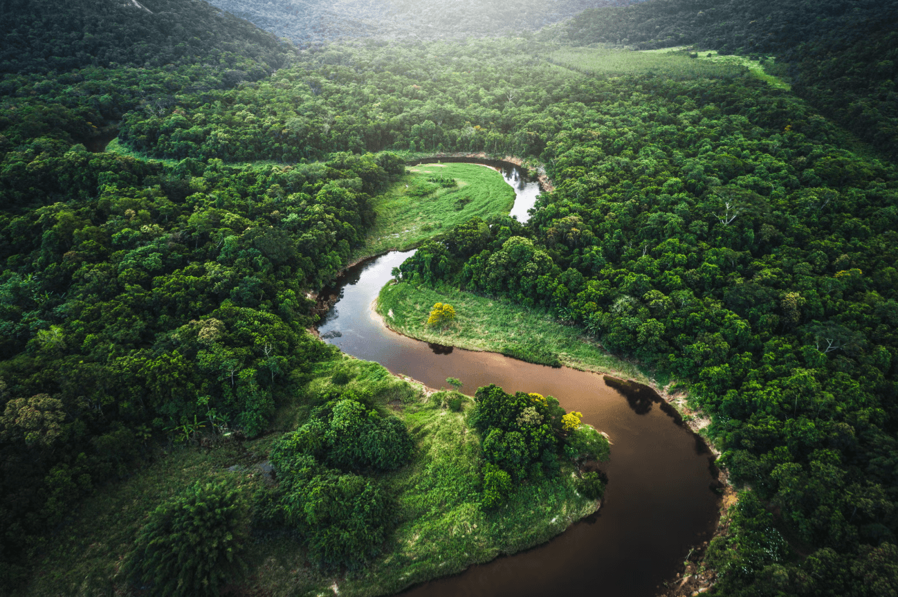 Brazilian Animals in the Rainforest: Famous Wildlife & Species Guide