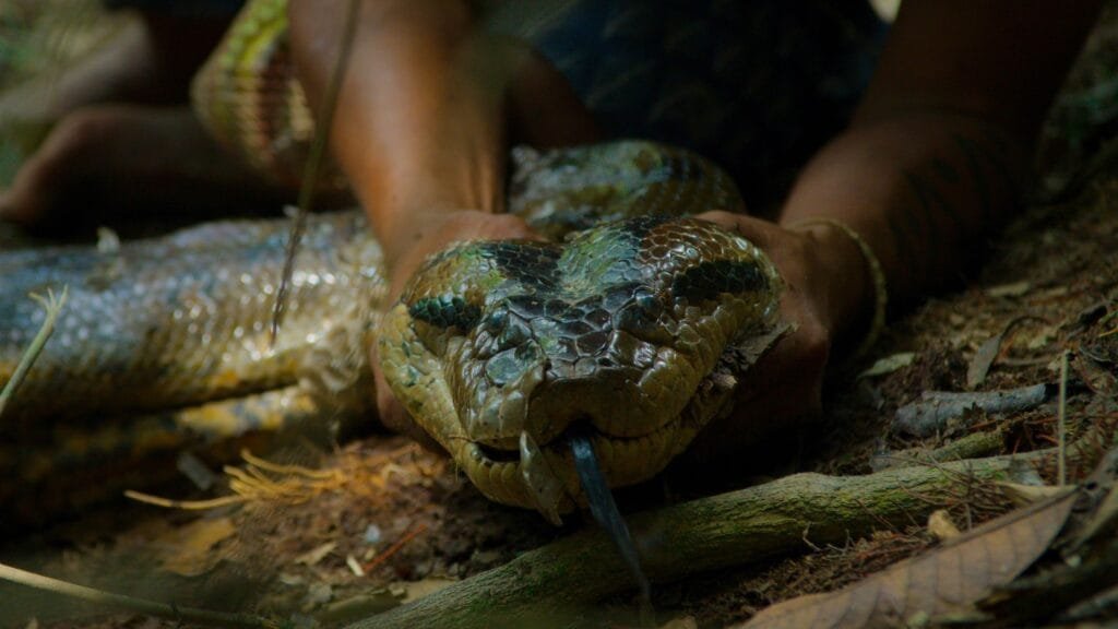 anaconda