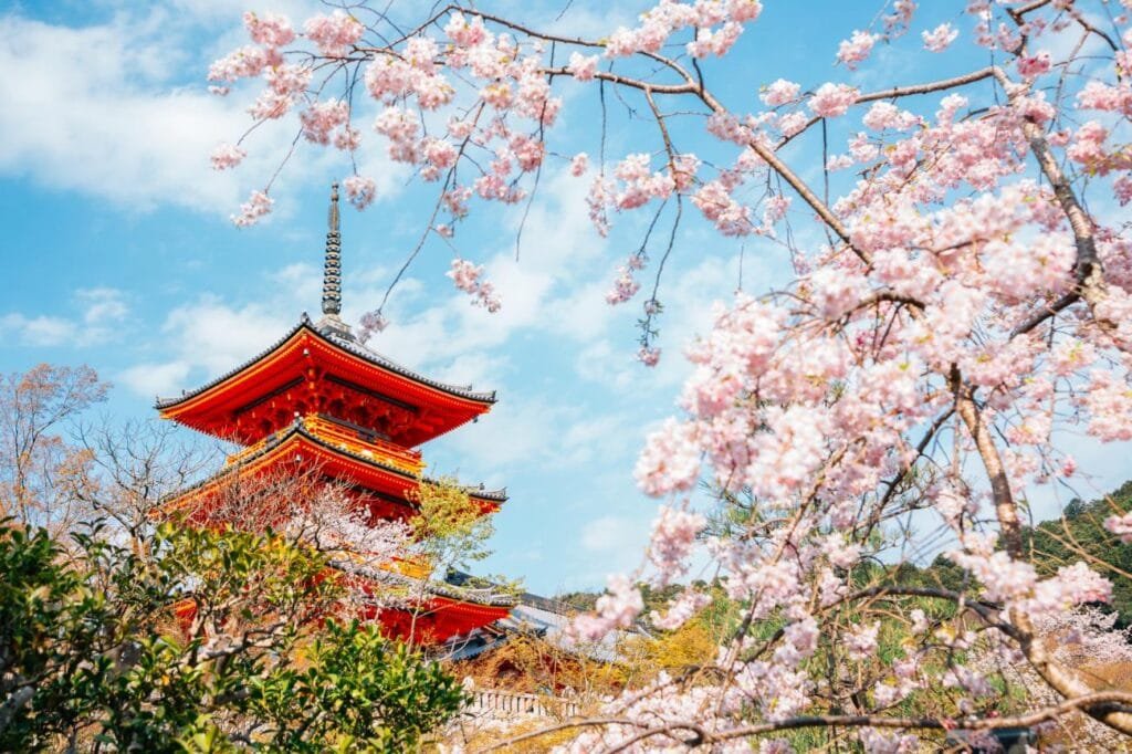 Cherry blossom (sakura) season