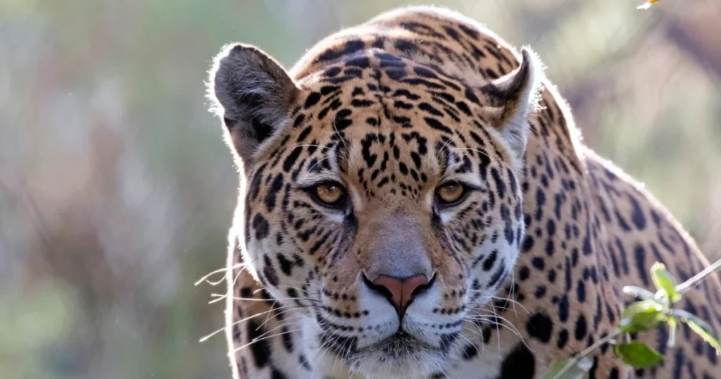 Brazilian animals in the rainforest
