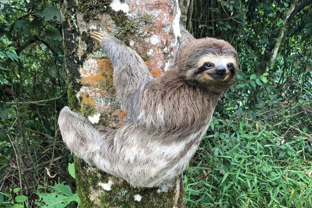 Brazil wildlife animals