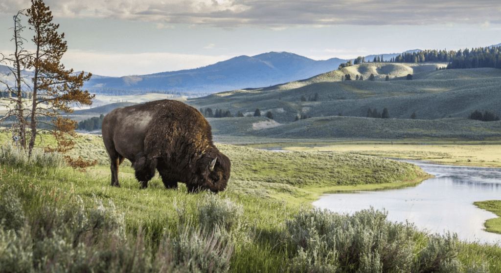 Yellowstone National Park
