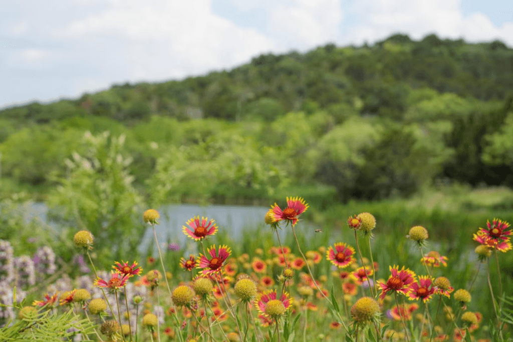 Cedar Ridge Preserve