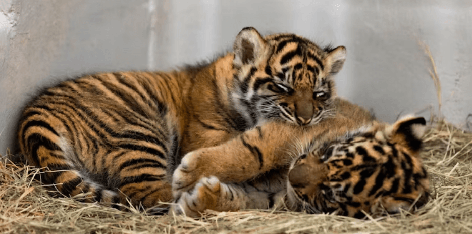 Dallas zoo