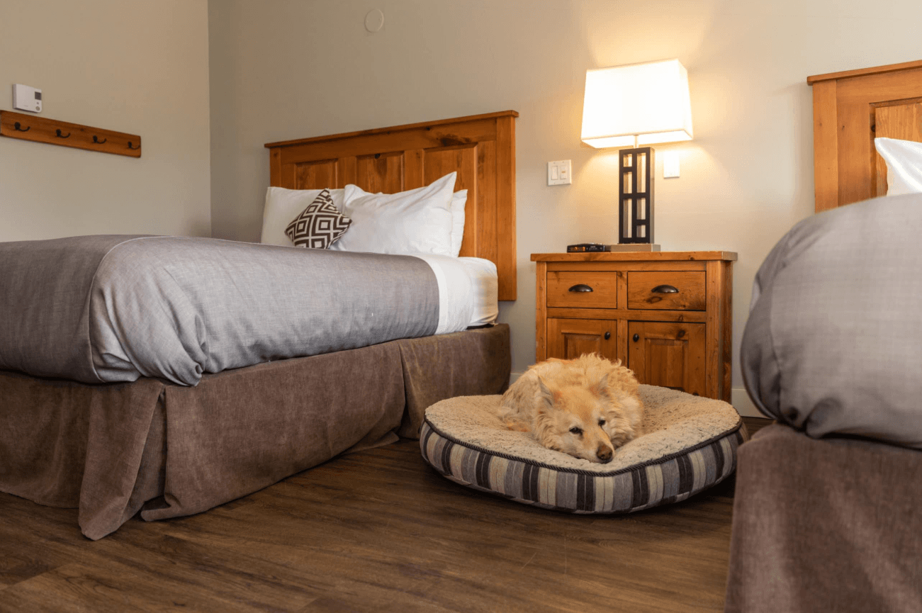 11 Best NJ Hotels That Allow Pets for a Perfect Dog-Friendly Stay