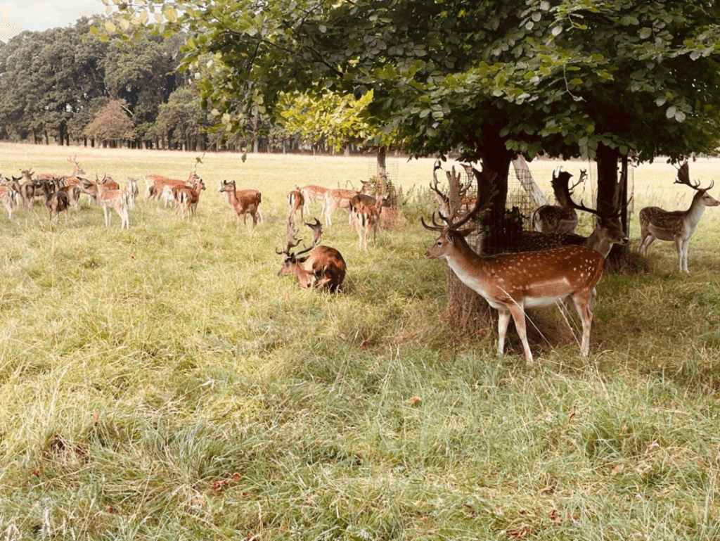 Phoenix Park