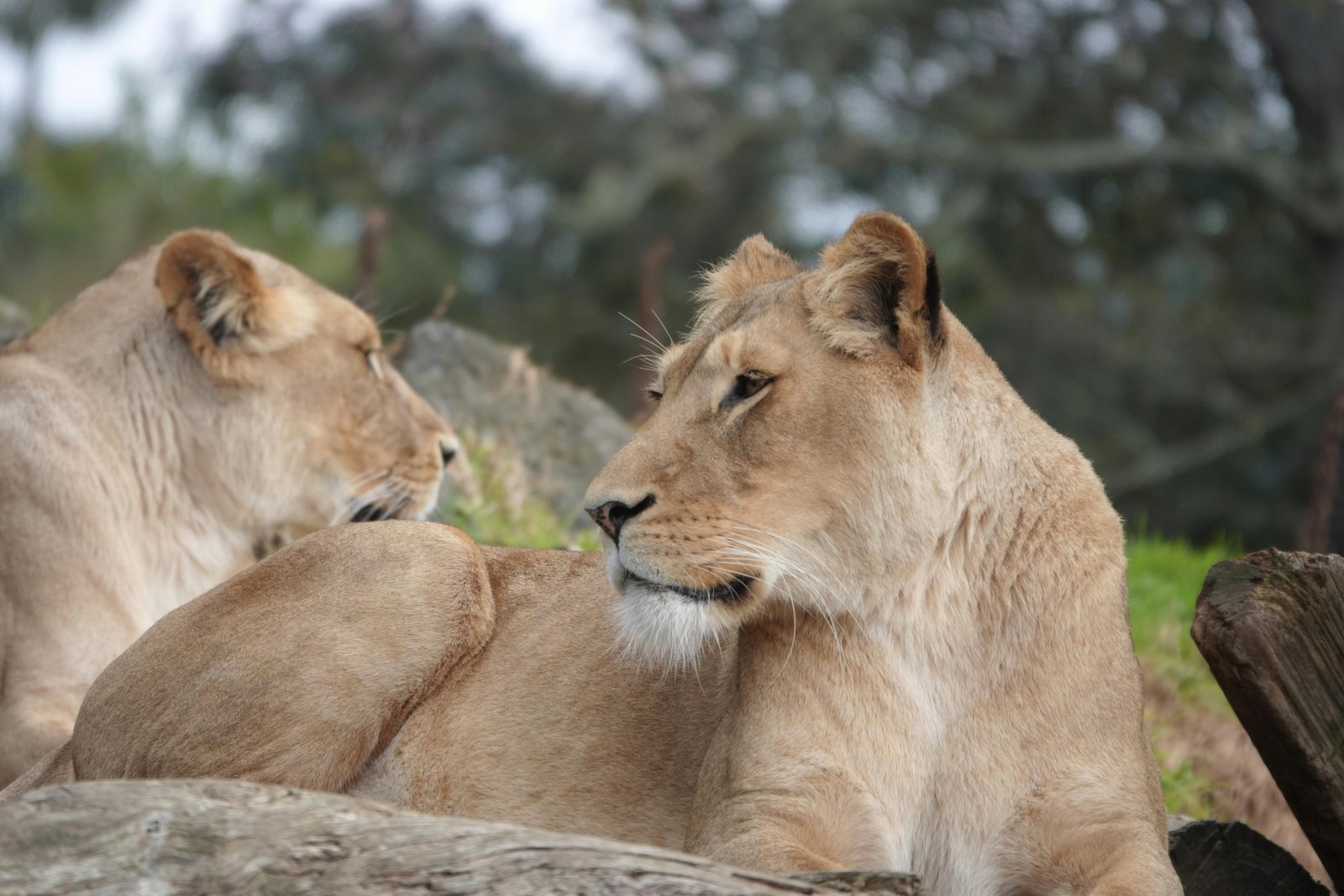 Taronga Park Zoo Sydney Australia Travel Guide 2026